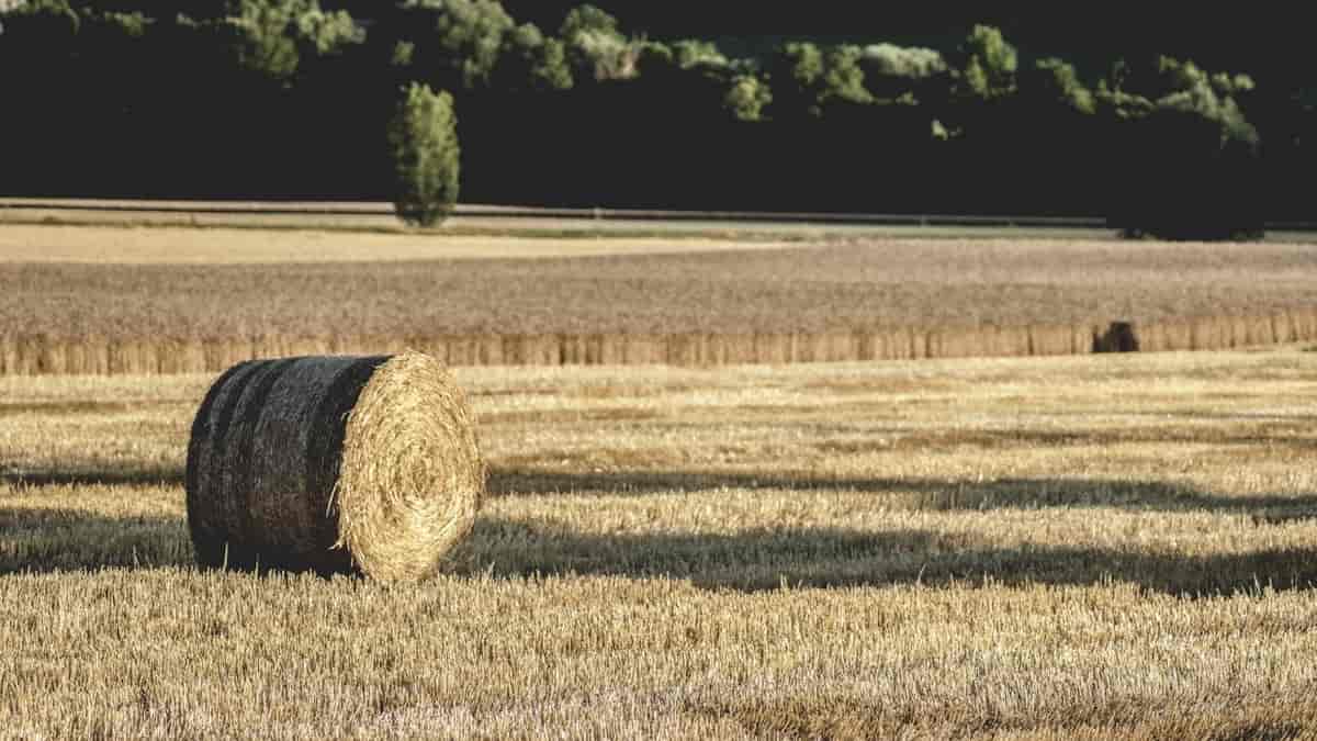 Opencart custom field